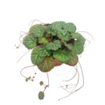 Σαξιφράγκα - Saxifraga stolonifera