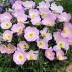Οινοθήρας - Oenothera speciosa