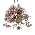 Τηλέγραφος - Tradescantia 'Tricolor Rosa'