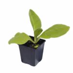 Καπνός - Nicotiana tabacum