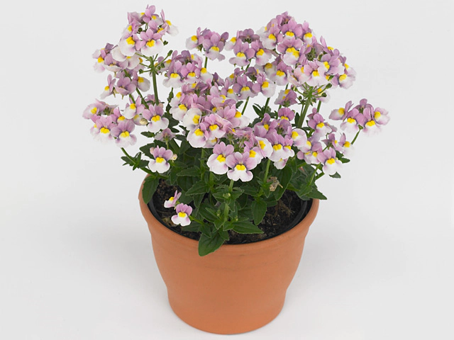 110927 Nemesia nuvo pink bicolour - Image 1
