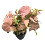 Συγκόνιο – Syngonium Red heart