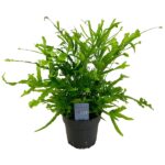 Φτέρη - Pteris cretica roeweri
