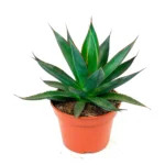 Αγαύη- Agave Shaka Zulu