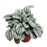 Πεπερόνια - Peperomia Mistique
