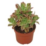 Aeonium leucoblepharum 'Red Stripe'