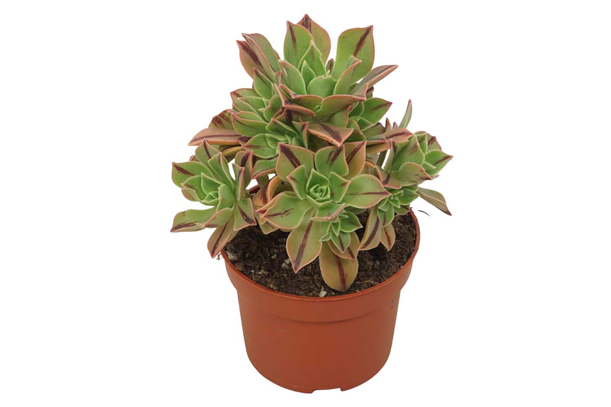 Aeonium-leucoblepharum-_red-stripe_-10_5-cm Aeonium leucoblepharum 'Red Stripe' - Image 1
