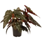 Βιγόνια - Begonia maculata 'Black Forest'