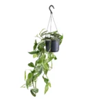Πόθος - Epipremnum Pinn. 'cebu Blue' Hangpot