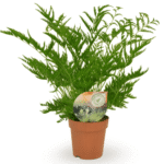 Φτέρη - Pteris straminea