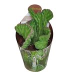 Stapelia Leendertziae