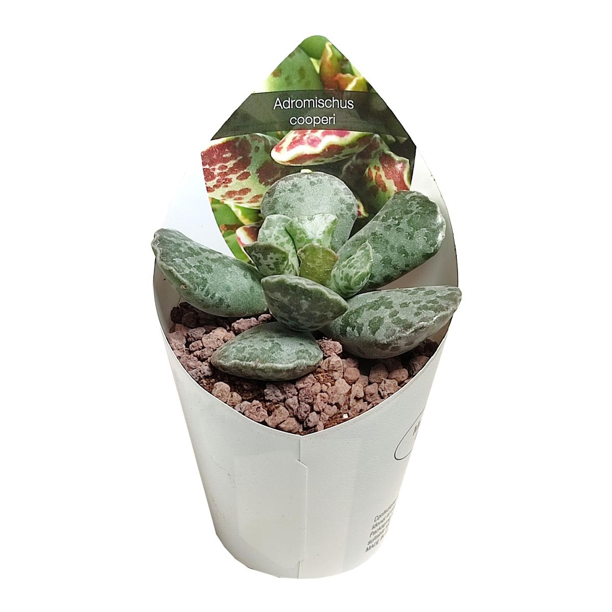 hkqvmdim4v43a0otktiu0ortd7v8se4sb7i4ap5p_big Adromischus cooperii - Image 1