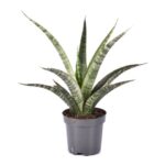 Σανσιβιέρια - Sansevieria trifasciata 'Megan'