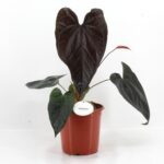 Ανθούριο - Anthurium 'Queen of Hearts'
