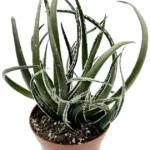 Αλόη - Aloe 'Maidu'