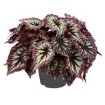 Βιγόνια - Begonia 'Fireworks'