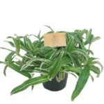 Murdannia loriformis 'Bright Star'
