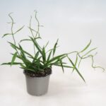 Χόγια - Hoya longifolia