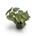 Φυλλόδεντρο - Philodendron brandtianum