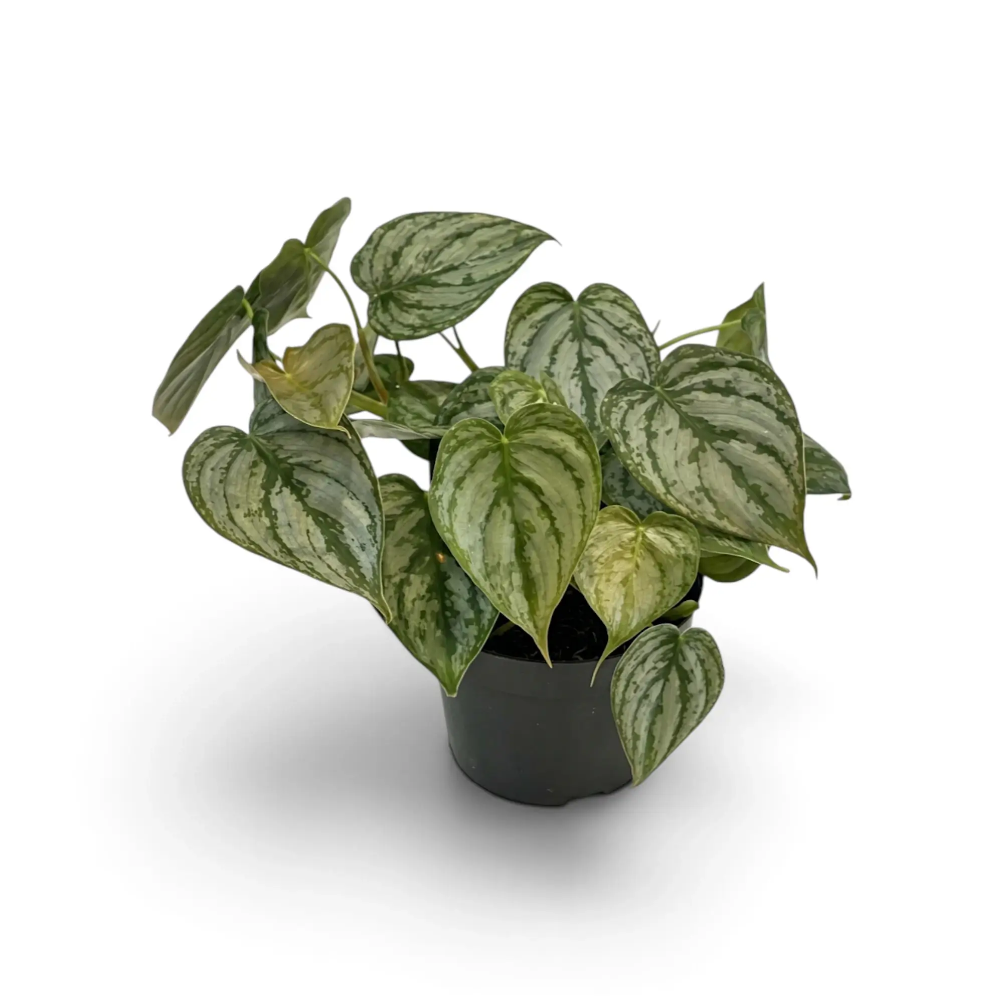 philodendron-brandtianum-medium-plant-01 Φυλλόδεντρο - Philodendron brandtianum - Image 1