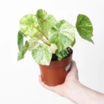 Βιγόνια - Begonia 'Rouge Variegated'