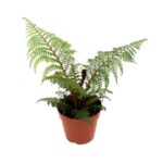 Φτέρη - Cyathea Tomentosissima