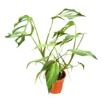 Μονστέρα - Monstera 'Burle Marx Flame'