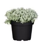 Sedum spathulifolium cape