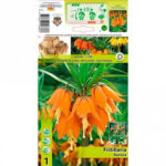 Βολβός - Fritillaria Bol Aurora Oranje