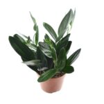 Scindapsus treubii 'Dark Form'