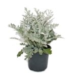 Σενέκιο - Senecio maritima