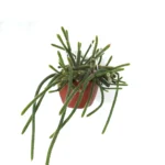Κάκτος ουρά αρουραίου - Aporocactus flagelliformis