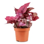 Βιγόνια - Begonia rex Beleaf 'Inca Flame'