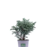 Χαμαικύπαρις - Chamaecyparis pisifera 'Sky Blue'
