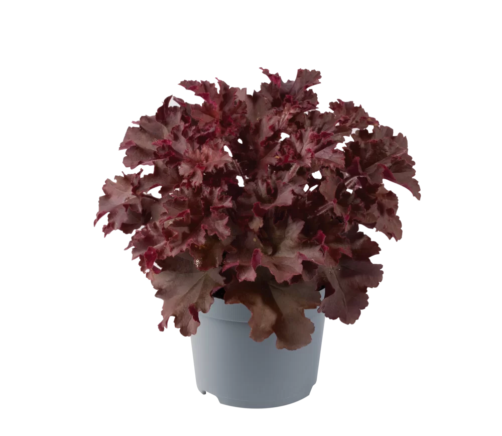 Heuchera_americana_Melting_Fire_13257_P_1 Εουχέρα - Heuchera americana - Image 1
