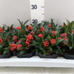 Σκίμμια - Skimmia japonica 'O'Berries Red'