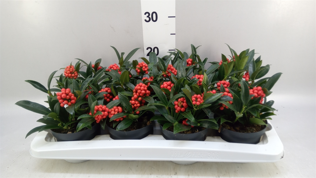 c6d1872d-89a6-47ac-9020-419197cb95c8 Σκίμμια - Skimmia japonica 'O'Berries Red' - Image 1