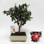 Bonsai Camellia