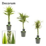 Δράκαινα - Dracaena sanderiana mix