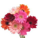Ζέρμπερες - Mixed color gerberas