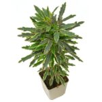 Σεφλέρα - Dizygotheca elegantissima 'Bianca'