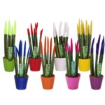 Sansevieria Velvet Touch