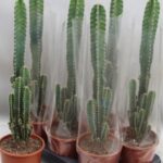 Περουβιανός Κάκτος - Peruvian Apple Cactus
